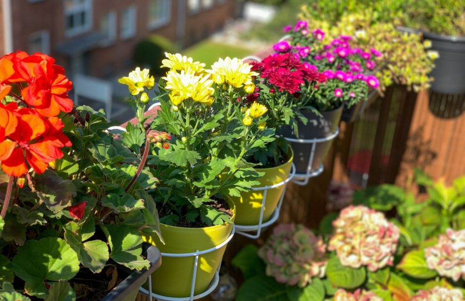 kako zaštiti biljke na terasi od vrucine