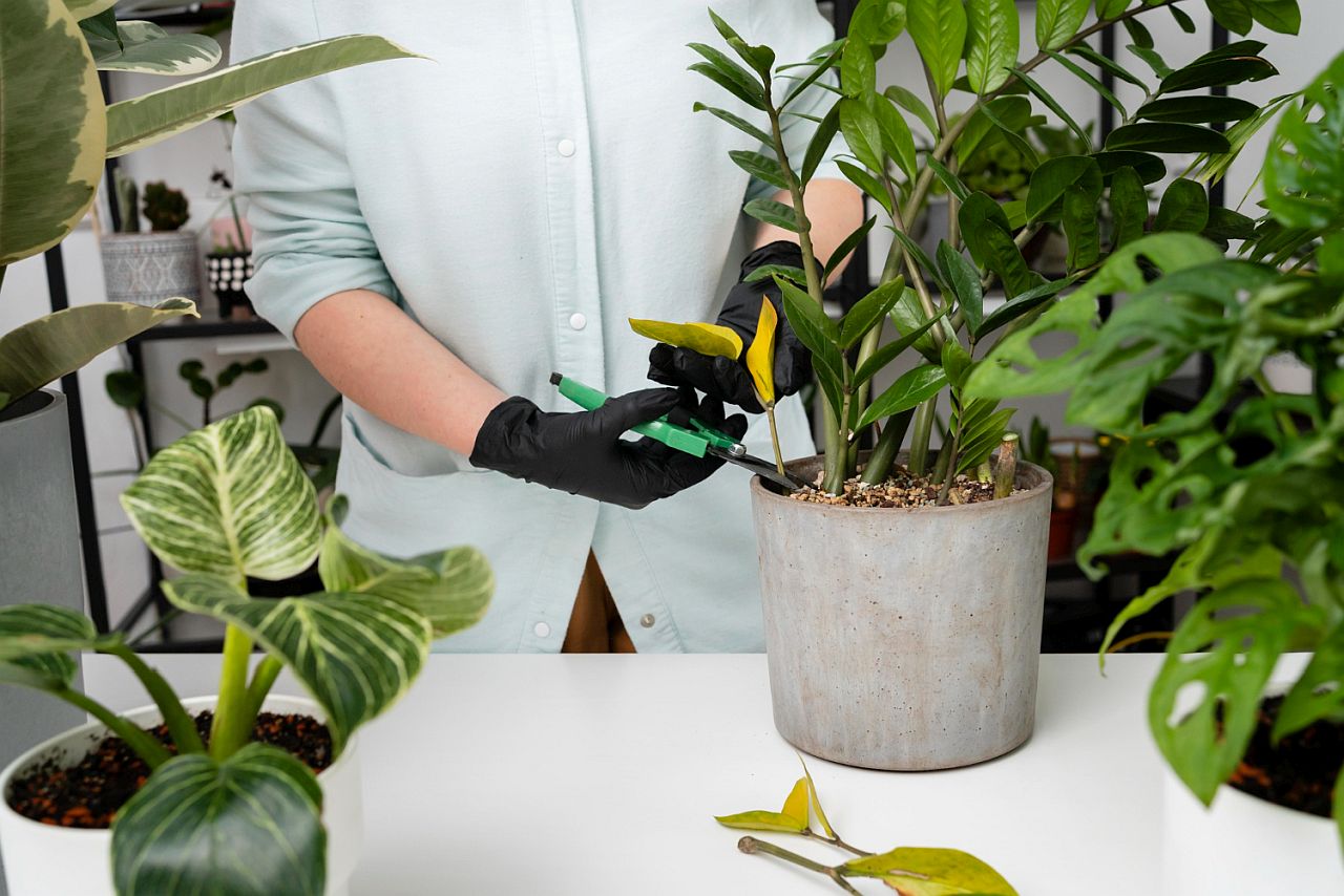 presadjivanje i odrzavanje sobnih biljaka
